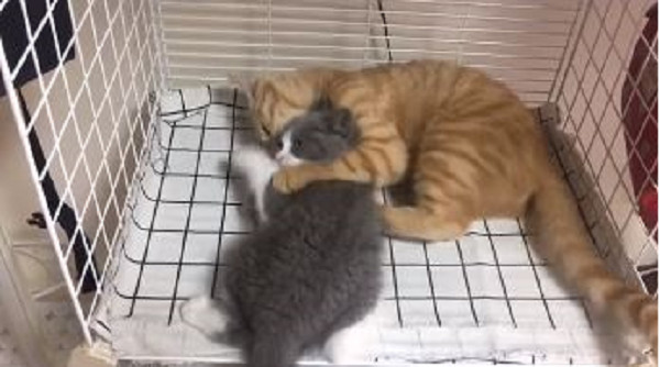 小貓遭胖橘霸凌，3月後翻轉喵生。（圖／翻攝自抖音APP用戶「橘長和藍啵」）