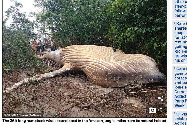 ▲▼巴西亞馬遜叢林中發現一隻死亡座頭鯨。（圖／翻攝自Daily Mail）
