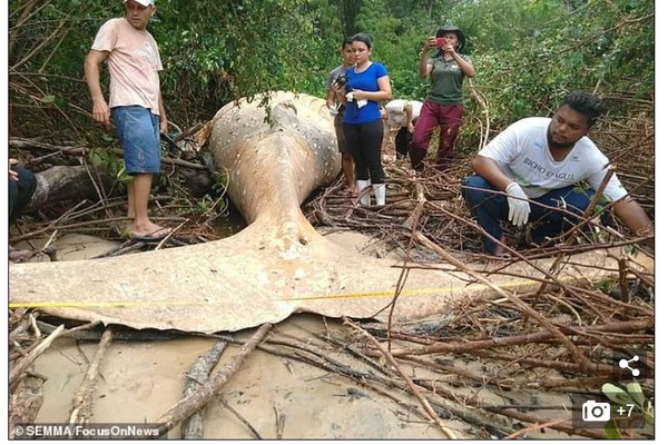 ▲▼巴西亞馬遜叢林中發現一隻死亡座頭鯨。（圖／翻攝自Daily Mail）