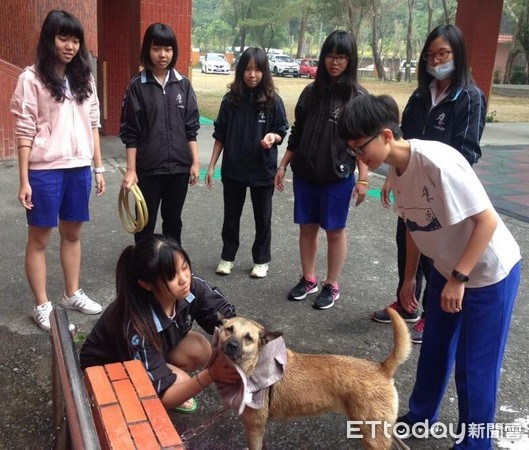 ▲守護雄女5年校犬「安安」遭送收容所？動保團批：最壞生命教育。（圖／台灣動物緊急救援小組提供）