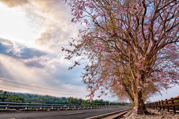 ▲烏山頭水庫風景區南洋櫻。（圖／IG@eason_po780831提供，請勿隨意翻拍，以免侵權）