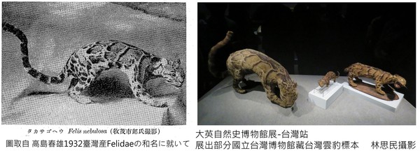 ▲雲豹在台灣的前世今生。（圖／姜博仁提供）
