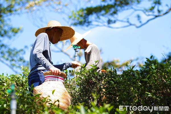 ▲ 三峽「谷芳有機茶園」 碧螺春、蜜香紅茶遠近馳名。（圖／茶園主人李昌峻提供）