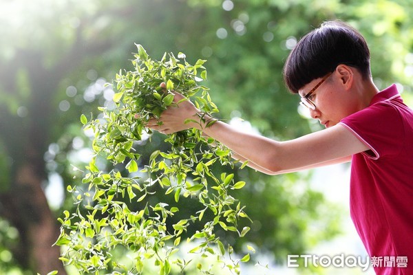 ▲ 三峽「谷芳有機茶園」 碧螺春、蜜香紅茶遠近馳名。（圖／茶園主人李昌峻提供）