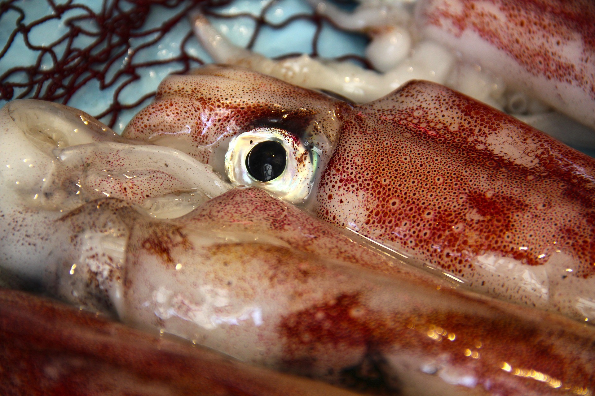 ▲▼魷魚體內發現的蛋白質能用來製造永續的塑膠替代物。（圖／取自Pixabay）