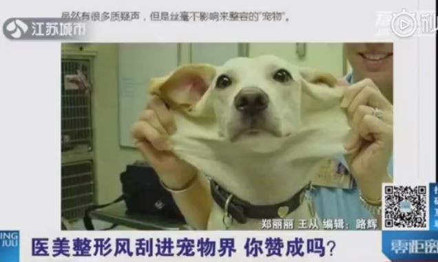 ▲▼ 貓咪割雙眼皮。（圖／翻攝自秒拍）