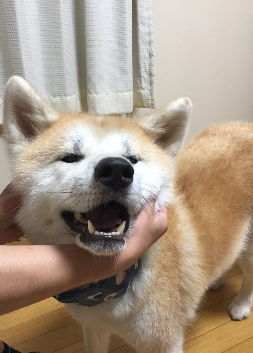 ▲▼秋田犬第一次看海，被浪嚇到彈起來。（圖／翻攝自推特，akita_fuji）