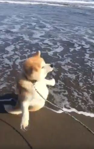 ▲▼秋田犬第一次看海，被浪嚇到彈起來。（圖／翻攝自推特，akita_fuji）