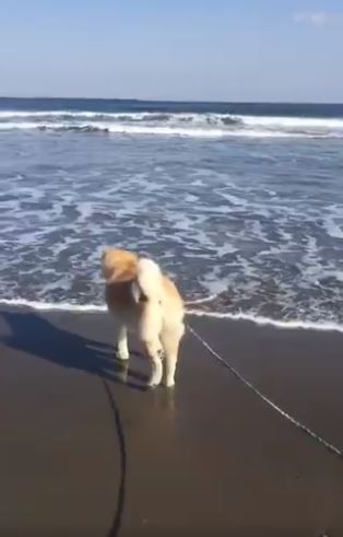 ▲▼秋田犬第一次看海，被浪嚇到彈起來。（圖／翻攝自推特，akita_fuji）