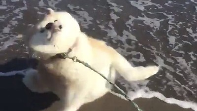 第一次看到海！美麗白浪一翻...秋田犬「嚇到彈起來」