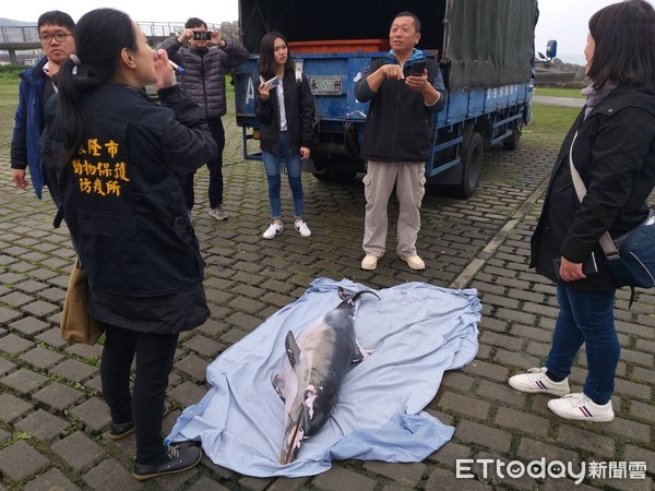 ▲ 基隆望海巷擱淺稀有「長吻真海豚」 尾鰭纏繞漁網陳屍岩石上。（圖／記者郭世賢翻攝）