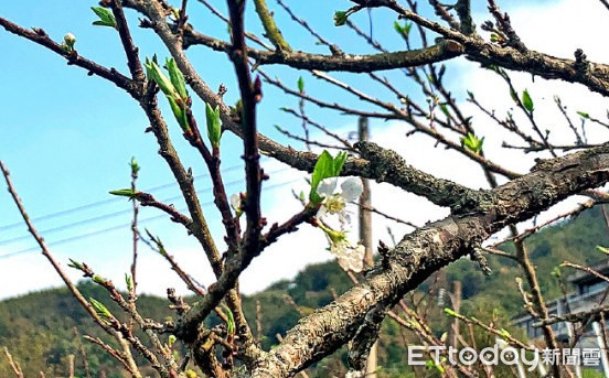 ▲以往這季節遍地開滿了雪白色李花，而今年卻只有幾朵小花稀疏的生長著。（圖／記者黃孟珍翻攝）