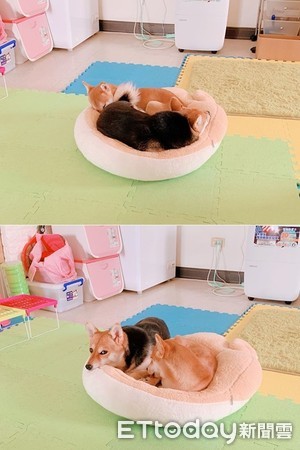 ▲橘子和Yuma喜歡擠床墊。（圖／網友Min Fang Yu授權提供）