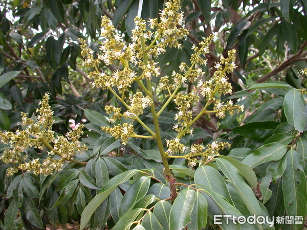 ▲▼暖冬影響　荔枝開花異常　開花量少             。（圖／記者陳崑福翻攝）