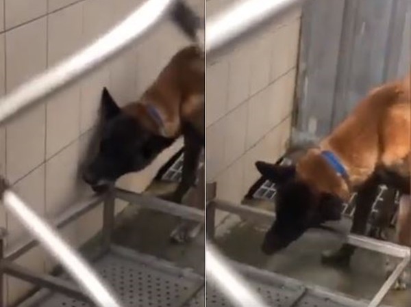 ▲比利時狼犬被棄養，焦慮打翻水盆。（圖／板橋動物之家提供）
