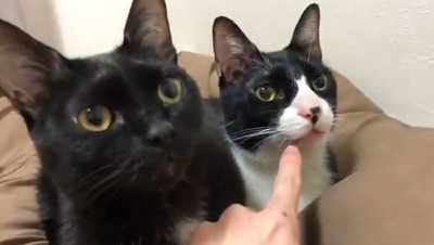 上一秒還在度估...雙貓「同步變臉」猛盯身後　鏟屎官瞬間血液凝結