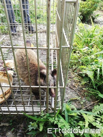 小白鼻心野放成功。（圖／新北市動保處提供）