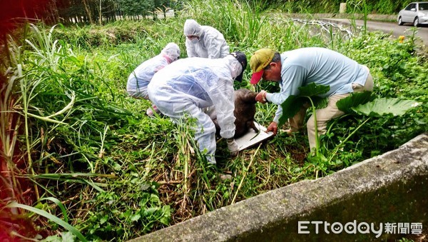 ▲ 新北林口瑞樹坑溪驚見豬屍 確診未感染非洲豬瘟。（圖／記者郭世賢翻攝）