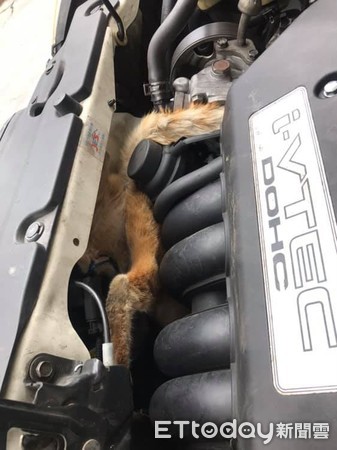 貓咪卡引擎離世。（圖／陳識旭提供）