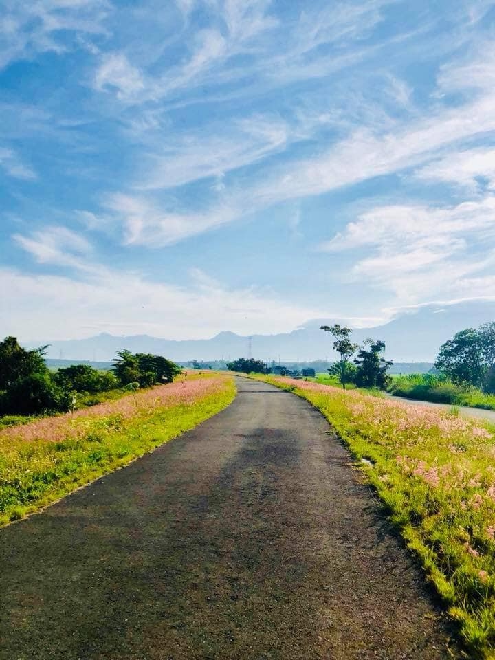 ▲▼      東港溪畔花草  。（圖／翻攝龍應台臉書）