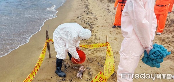 ▲ 福隆沙灘驚見死豬屍 新北動保防疫人員帶回檢驗。（圖／記者郭世賢翻攝）