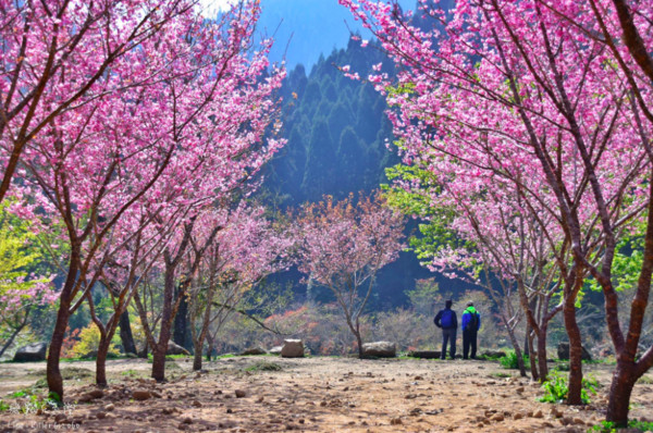 ▲杉林溪櫻花。（攝影師《飛翔在天際》提供，請勿隨意翻拍，以免侵權。）