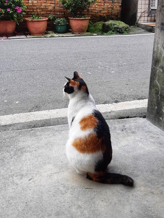 ▲ 猴硐貓村輾死「花花」肚破腸流 冷血觀光遊客「頭也不回」落跑。（圖／潘政鵬提供）