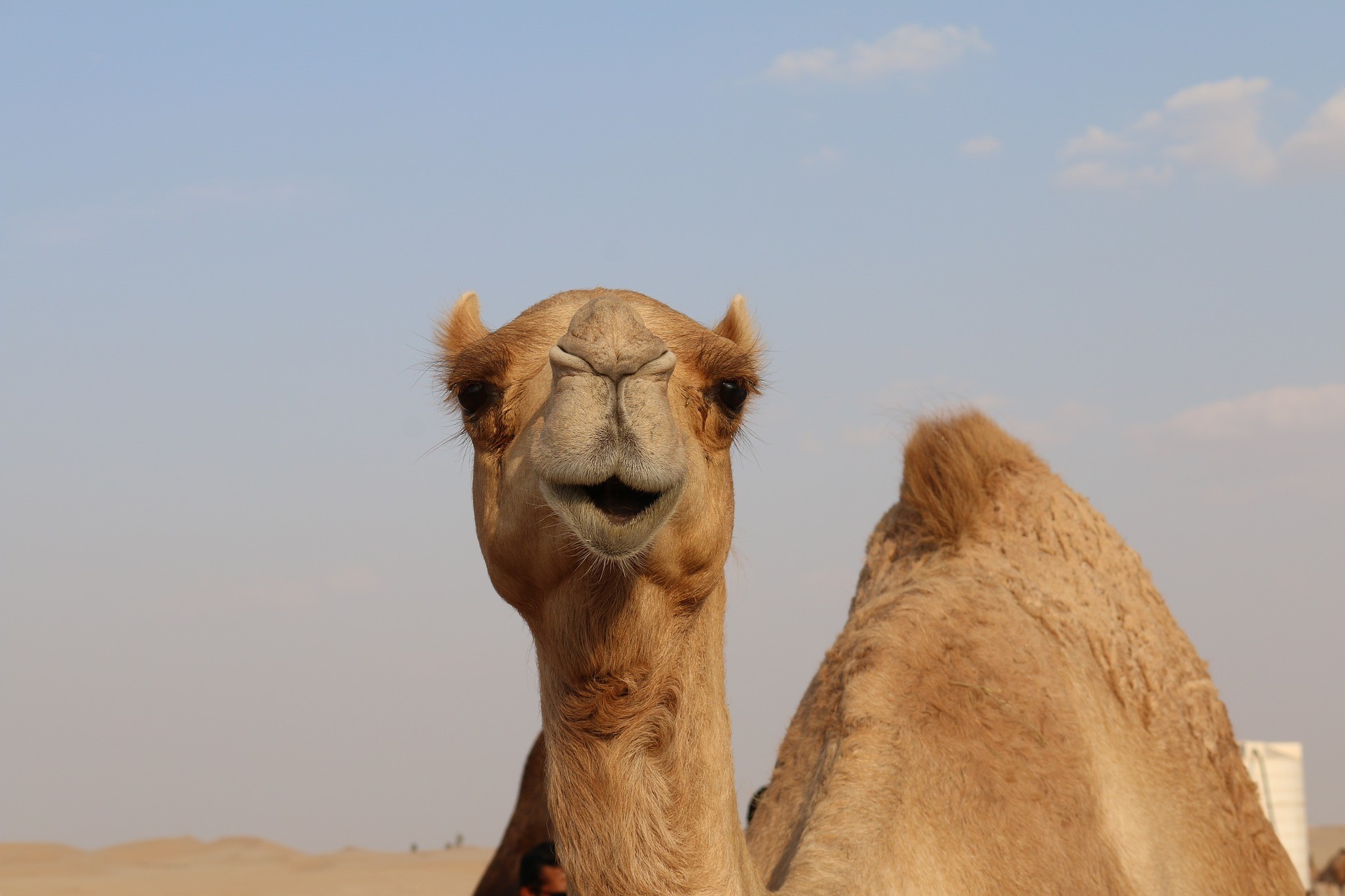 駱駝。（圖／CC0圖庫／Pixabay）