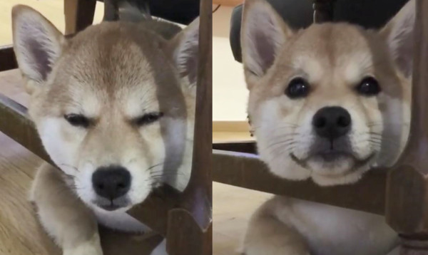 柴柴趴桌底饋頭，見主人眨眼放電。（圖／翻攝自Instagram用戶「ken_shiba」）