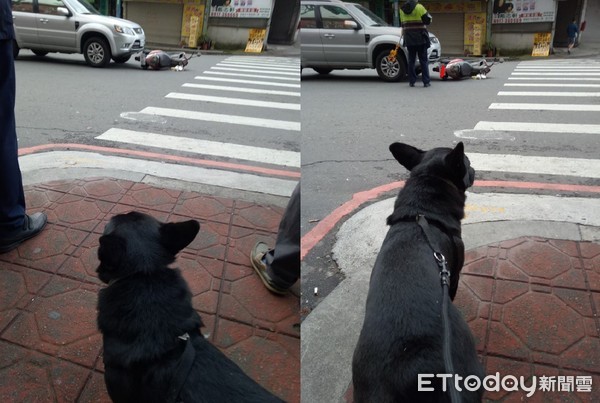 ▲巷口有車禍！里長狗大聲汪汪通知，見救護車來安心去散步。（圖／網友詹愛莉‎提供，請勿隨意翻拍，以免侵權。）