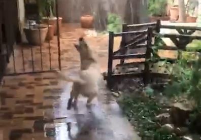 ▲▼2歲拉布拉多初見「下雨」超興奮！             。（圖／翻攝自Facebook／@NSPCA）