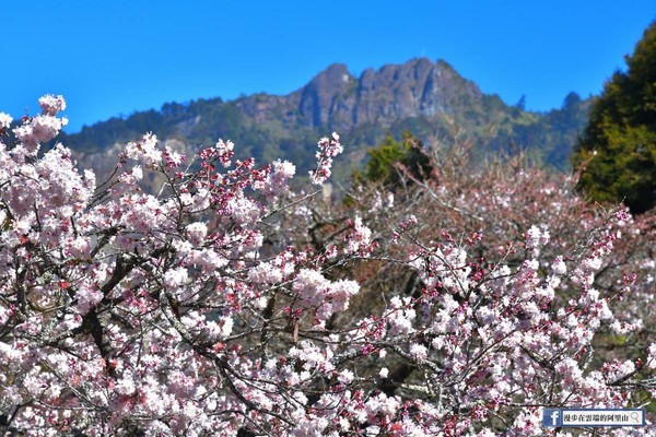 ▲阿里山櫻花季。（圖／取自《漫步在雲端的阿里山》粉絲專頁。）