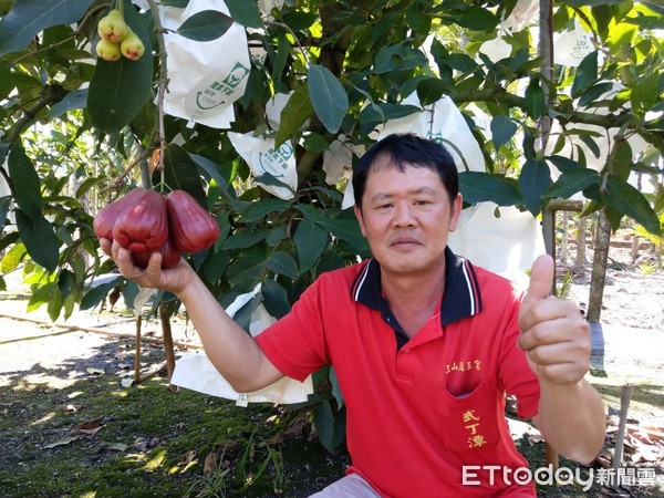 ▲▼蓮霧界的巨無霸　香水蓮霧一個人吃不完             。（圖／記者陳崑福翻攝）