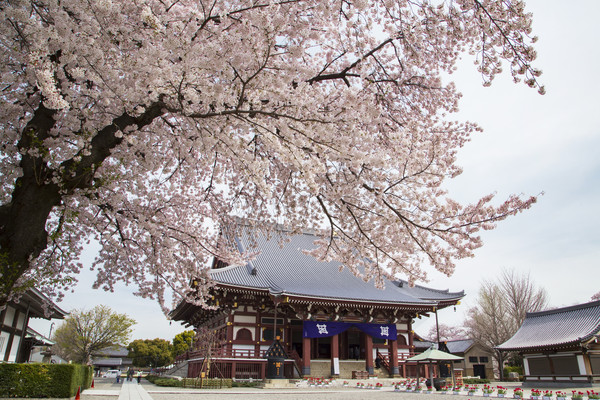 ▲2019東京六大賞櫻名所。（圖／樂天旅遊提供）