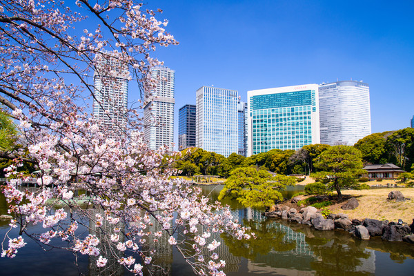 ▲2019東京六大賞櫻名所。（圖／樂天旅遊提供）