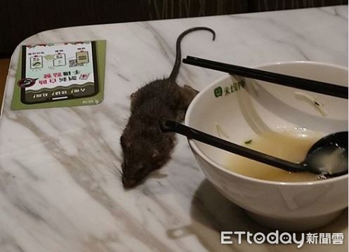 ▲▼老鼠掉在餐桌上。（圖／網友‎Alex Leung‎授權提供，請勿任意轉載）