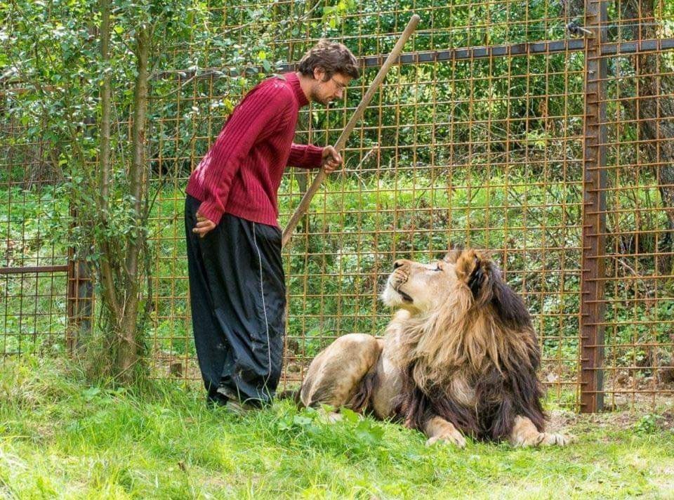 ▲▼ 捷克34歲男子普拉謝克（Michal Prasek）遭寵物「獅子」咬死 。（圖／翻攝自Facebook／Tom Ochiemhen）