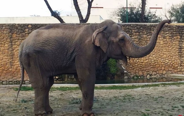 ▲「世界最悲慯大象」法維亞經歷43年的單獨囚禁後，在孤獨中辭世。 (圖／哥多華動物園官網)