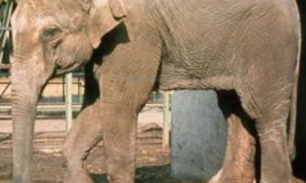 ▲「世界最悲慯大象」法維亞經歷43年的單獨囚禁後，在孤獨中辭世。 (圖／哥多華動物園官網)   