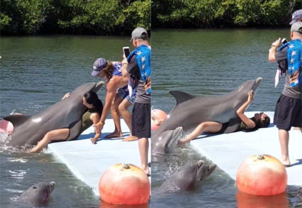 ▲▼一名正妹旅客遭到海豚非禮。（圖／翻攝自臉書／Comicos Ambulantes Perú Oficial）