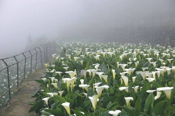 ▲2019竹子湖海芋季提前登場。（圖／翻攝自海芋季粉絲專頁）