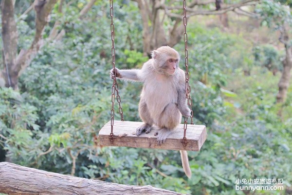 ▲郭叔叔獼猴園。（圖／小兔小安*旅遊札記提供）