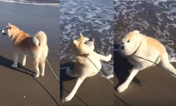 ▲▼ 秋田犬遇海水，秒露「怕爆」驚恐臉。（圖／翻攝自Twitter／akita_fuji）