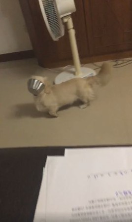 蒙面臘腸肚子餓，凌晨找媽討宵夜。（圖／有點毛毛的／臉書粉專「黑幕尼很忙內！」提供）