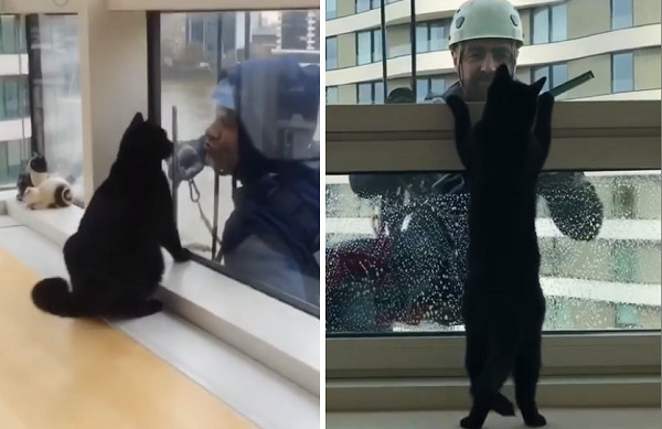 ▲黑貓和洗窗工人高空玩親親。（圖／翻攝自Instagram@rina_takei）