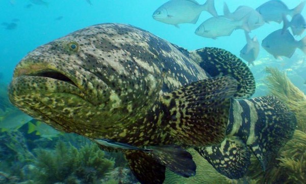 ▲▼大西洋伊氏石斑魚（goliath groupers）。（圖／翻攝Oceana非盈利組織網站）