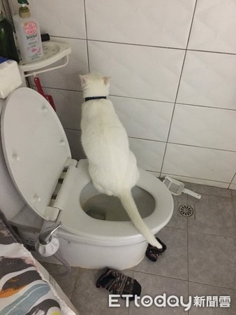 ▲廁所標語讓貓奴秒懂。（圖／網友阿蘇、Alice授權提供）