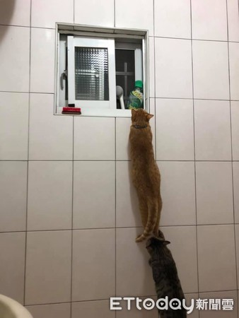 ▲貓咪兄弟檔「一個爬窗一個墊背」　媽傻眼：一起逃獄？。（圖／飼主Hui Xu提供）