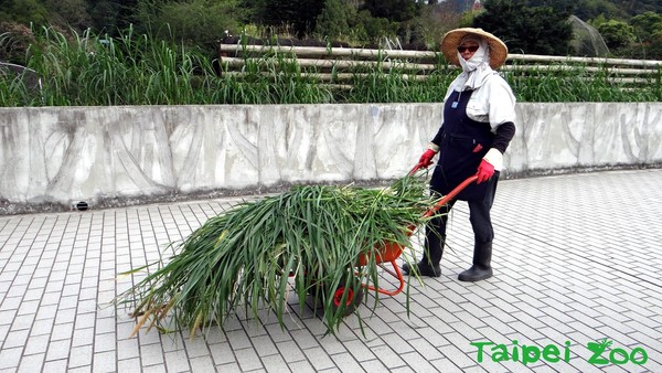 愛睏河馬看到點心，睜大眼向前衝！（圖／台北市立動物園提供）