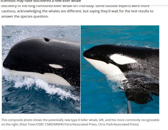▲圖左為只見於「亞南極區」遠岸的Type D的殺人鯨。右為一般的殺人鯨。(圖／翻攝自網路)